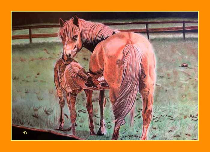 Retour galerie animaux